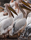 pelicans_thumb.jpg