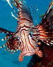 underwater_thumb.jpg