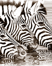 LA_Classic_Africa-Poliza_106x135.jpg