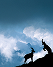 LA_Capricorn-Redeker_106x135.jpg