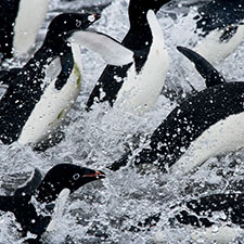 PENGUINS.jpg
