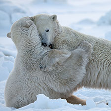POLAR.jpg