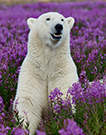 LA_Purple_Bear-Poliza_106x135.jpg