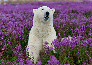 LA_Purple_Bear-Poliza_320x225.jpg