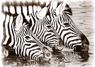 LA_Classic_Africa-Poliza_320x225.jpg