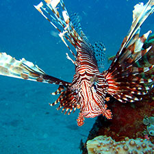 underwater.jpg