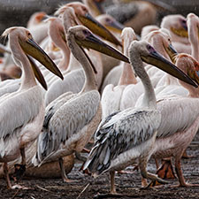 pelicans.jpg