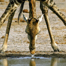 GIRAFFE.jpg