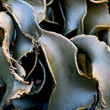 KELP.jpg